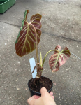 Philodendron verrucosum Amazon Sunset WZ2