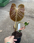 Philodendron verrucosum Amazon Sunset WZ2