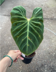 Philodendron verrucosum Amazon Sunset WZ2
