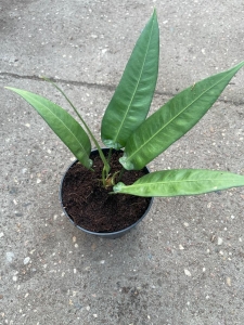 Anthurium debilipeltatum