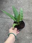 Anthurium debilipeltatum
