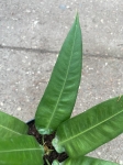 Anthurium debilipeltatum