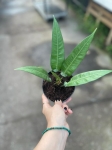 Anthurium debilipeltatum