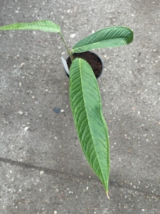 Anthurium membranaceum