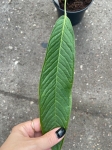Anthurium membranaceum