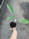 Anthurium membranaceum