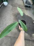 Anthurium membranaceum