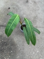 Philodendron heterocraspedon - L