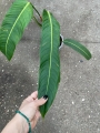 Philodendron heterocraspedon - L