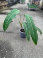 Philodendron heterocraspedon - L