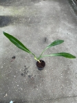 Philodendron acutifolium