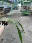 Philodendron acutifolium