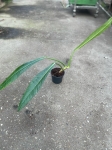 Philodendron acutifolium