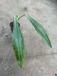 Philodendron acutifolium