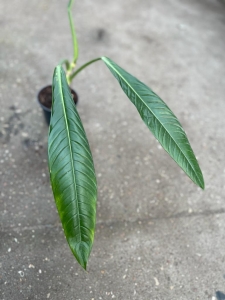 Philodendron acutifolium
