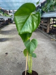 Anthurium huixtlense