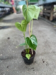 Anthurium huixtlense