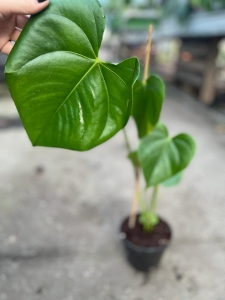 Anthurium huixtlense