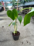 Anthurium huixtlense