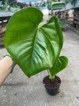 Anthurium huixtlense