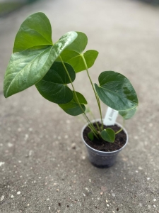Anthurium decipiens