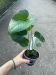 Anthurium Decipiens