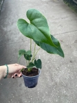 Anthurium Decipiens