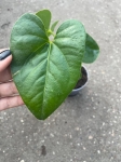Anthurium Decipiens