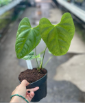 Anthurium delannayi
