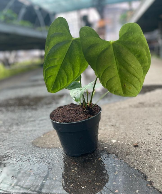 Anthurium delannayi
