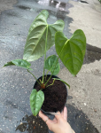Anthurium delannayi