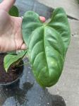 Anthurium delannayi