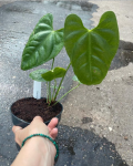 Anthurium delannayi