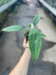 Anthurium maculosum