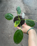 Anthurium maculosum