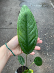 Anthurium maculosum