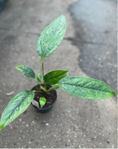Anthurium maculosum