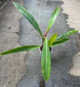 Philodendron Ruizii