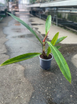 Philodendron Ruizii