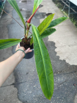 Philodendron Ruizii