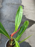Philodendron Ruizii