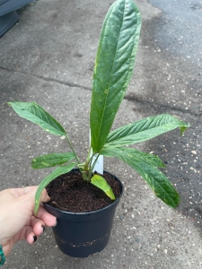 Anthurium rubioanum