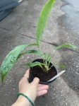 Anthurium rubioanum