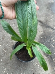 Anthurium rubioanum