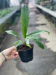 Anthurium rubioanum