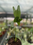 Anthurium longissimilobum - M