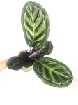  Calathea roseopicta 'Illustris' M