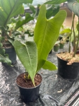 Anthurium longissimilobum - M