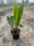 Anthurium longissimilobum - M