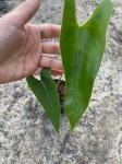 Anthurium longissimilobum - M